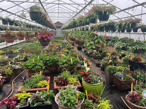 A vibrant greenhouse filled with various potted plants and hanging flowers, showcasing a lush, colorful display.