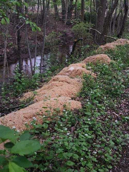 A long, straw-like object lies on the ground near a creek, surrounded by greenery and trees.