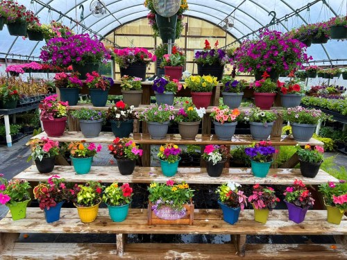 A vibrant greenhouse filled with colorful potted flowers arranged on wooden shelves.