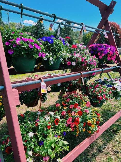 A colorful display of hanging flower baskets in various shades, arranged on a wooden stand under a clear blue sky.