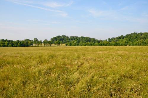 A wide, grassy field under a clear blue sky, bordered by trees in the background.