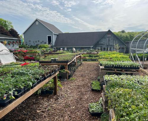 A vibrant plant nursery with rows of potted plants on wooden tables, surrounded by greenery and a barn in the background.