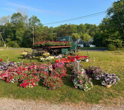 A vintage truck surrounded by colorful flower displays and garden carts on a grassy area.