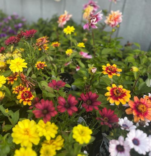 A vibrant garden filled with colorful flowers, including yellow, red, and purple blooms, against a light background.