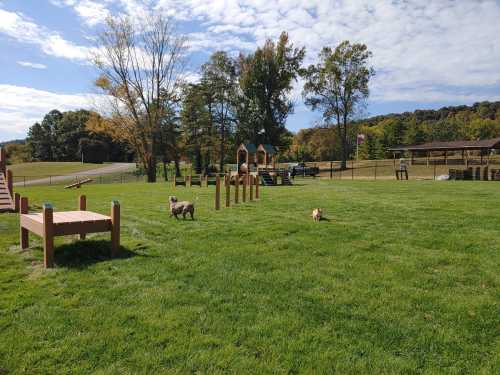 Two dogs play in a grassy park with agility equipment and trees under a partly cloudy sky.