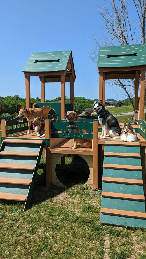 A group of six dogs sitting on playground structures in a sunny park.