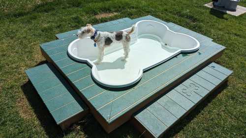 A small dog stands in a dog-shaped pool on a grassy area, surrounded by wooden decking.