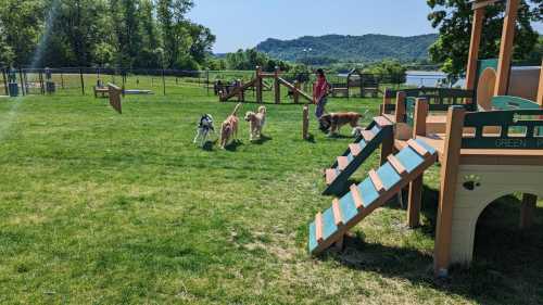 A sunny dog park with four dogs playing near a colorful wooden play structure and a person in the background.