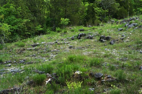 A grassy hillside scattered with rocks, surrounded by lush green trees and foliage.