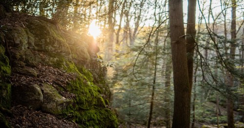 Sunlight filters through trees in a serene forest, illuminating moss-covered rocks and creating a peaceful atmosphere.