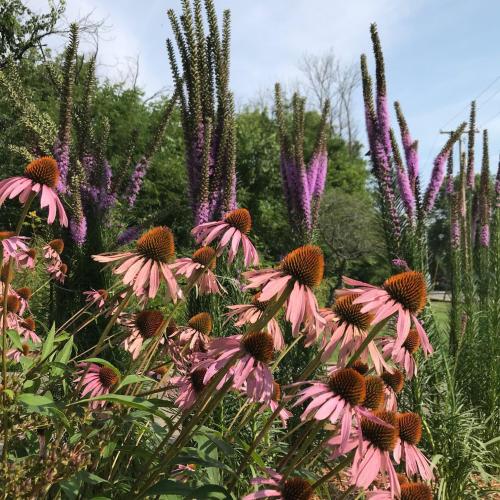 A vibrant garden scene featuring pink coneflowers in the foreground and tall purple flowers in the background.