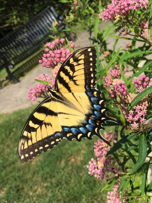 A vibrant yellow and black butterfly perched on pink flowers in a garden, with a bench visible in the background.