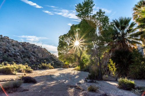 Sunlight filters through trees in a desert landscape, casting a warm glow on sandy ground and rocky hills.