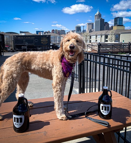 A happy dog stands on a table with two growlers, city skyline in the background under a clear blue sky.