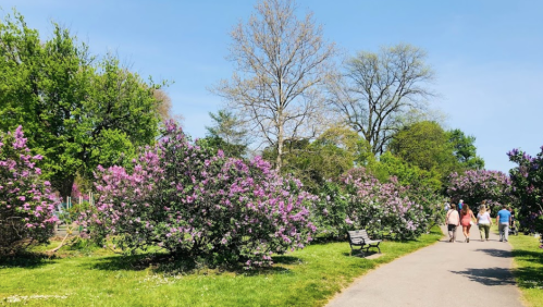 A sunny park path lined with blooming purple flowers and green trees, with people walking in the distance.