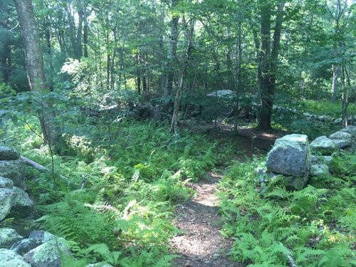 A serene forest path surrounded by lush ferns and scattered rocks, with trees providing dappled sunlight.