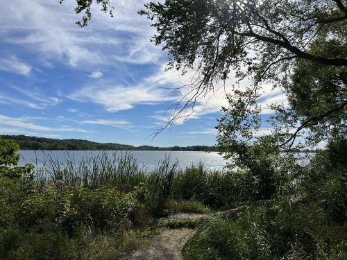 A serene lake view framed by trees and tall grasses under a blue sky with wispy clouds.