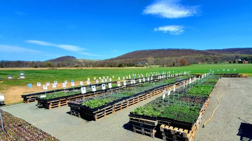 A vibrant nursery with rows of plants in wooden pallets, set against a clear blue sky and rolling green hills.