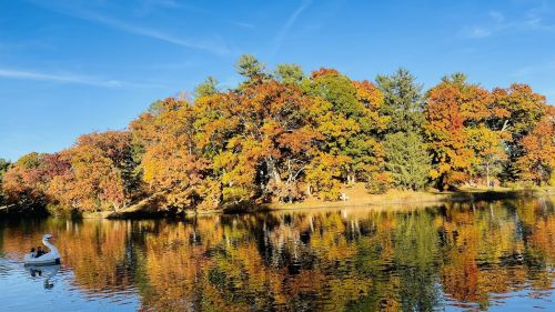 A serene lake scene with a swan and vibrant autumn trees reflecting in the water under a clear blue sky.