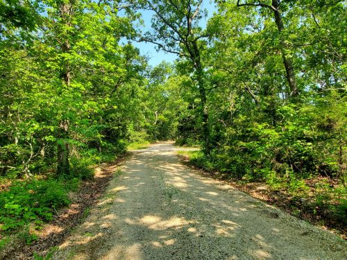 A gravel road winding through a lush, green forest on a sunny day. Trees line both sides of the path.
