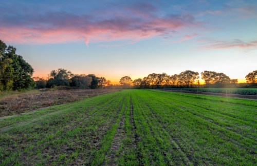 A vibrant sunset over a green field, with trees lining the horizon and a colorful sky.