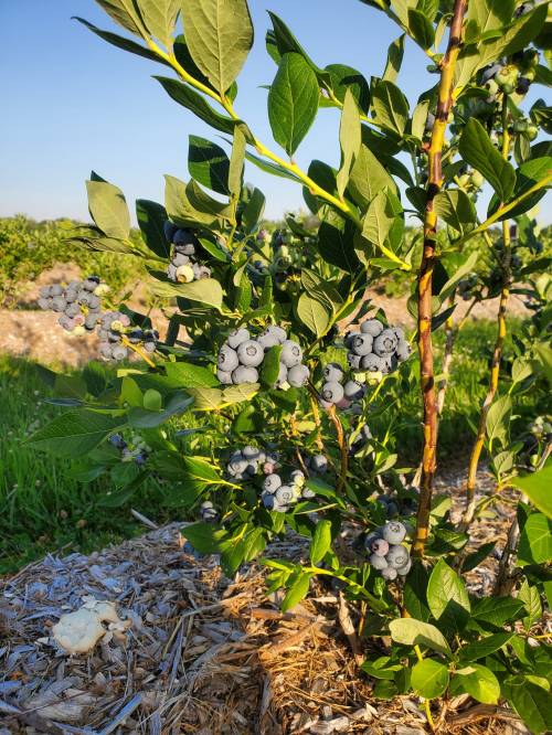 A close-up of a blueberry bush with ripe blueberries, set against a clear blue sky and green fields.