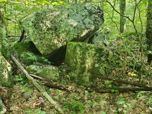 Large moss-covered boulders surrounded by greenery and fallen leaves in a forested area.