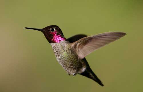 A hummingbird in mid-flight, showcasing iridescent pink throat feathers against a blurred green background.