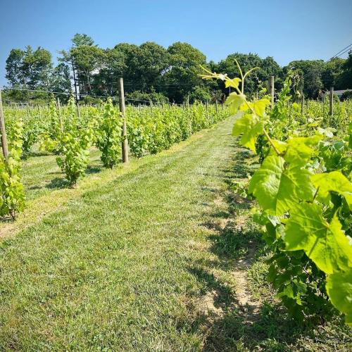 A sunny vineyard with rows of green grapevines and a clear blue sky in the background.