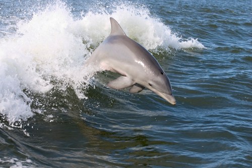 A dolphin leaps out of the water, creating a splash against the waves.