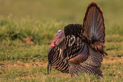 A male turkey displaying its feathers in a grassy field, showcasing its colorful plumage and distinctive features.