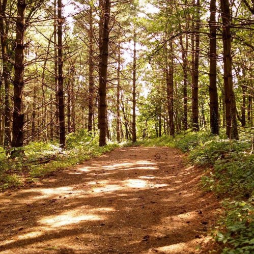 A sunlit dirt path winding through a lush green forest with tall trees on either side.