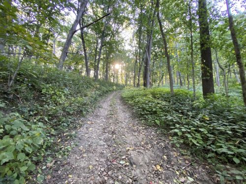 A dirt path winds through a lush green forest, with sunlight filtering through the trees.