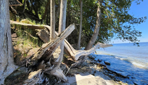 A serene shoreline with weathered trees and clear blue water under a bright sky.