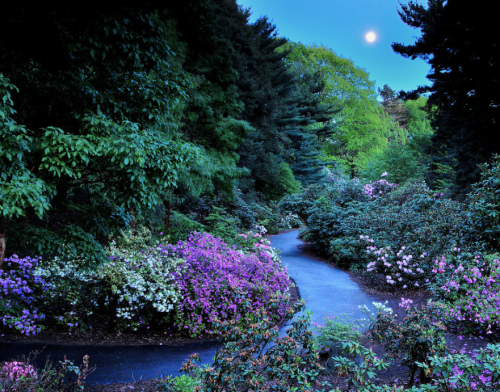 A serene garden path surrounded by vibrant flowers and lush greenery, illuminated by a bright moon in the evening sky.