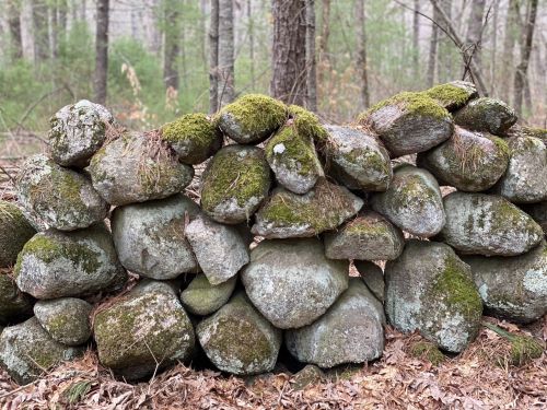 A moss-covered stone wall in a forest, surrounded by trees and fallen leaves.
