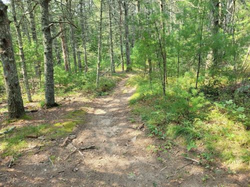 A winding dirt path through a lush green forest with tall trees and scattered sunlight.