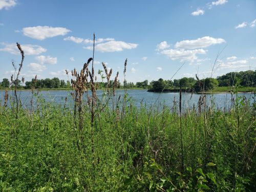 A serene lake surrounded by tall grasses and plants under a blue sky with fluffy clouds.