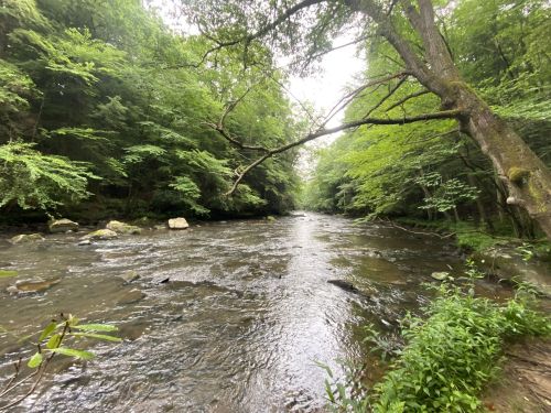 A serene river flows through a lush green forest, with trees lining the banks and rocks scattered in the water.
