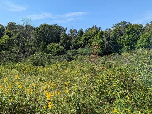 A lush green landscape with wildflowers and trees under a clear blue sky.