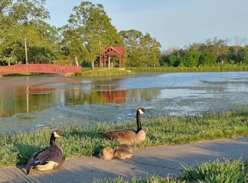 Two geese and their goslings rest by a pond, with a red gazebo and trees in the background under a clear sky.
