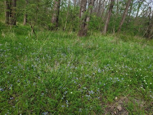 A lush green field dotted with small blue flowers, surrounded by trees and greenery.