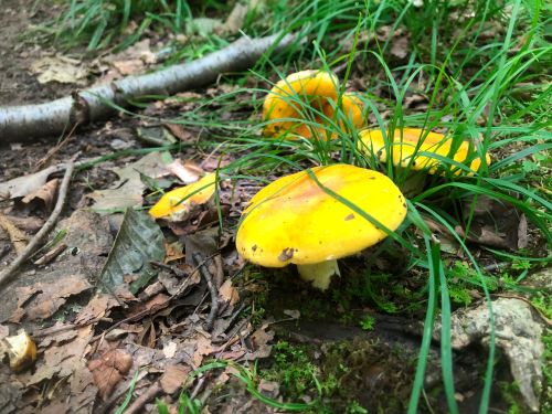 Bright yellow mushrooms growing among green grass and fallen leaves in a forest setting.