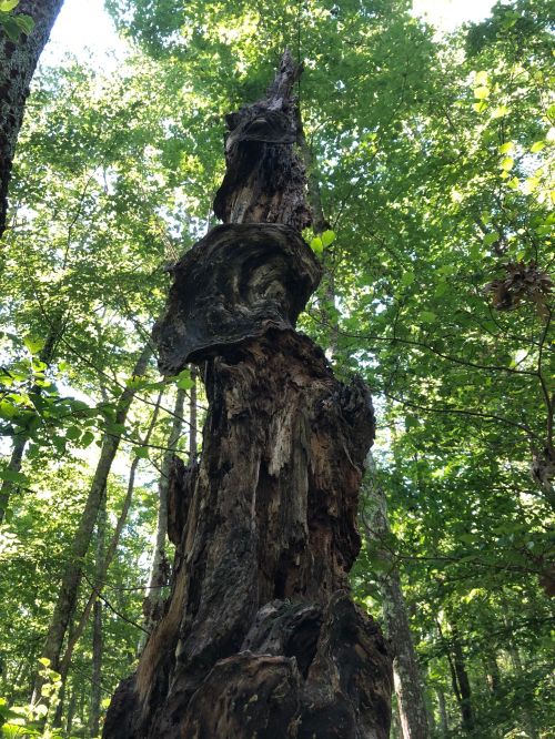 A tall, weathered tree stump with twisted bark, surrounded by lush green foliage in a forest setting.