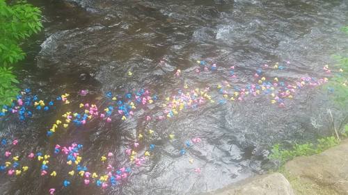 Colorful rubber ducks float in a stream, creating a vibrant scene against the dark water.