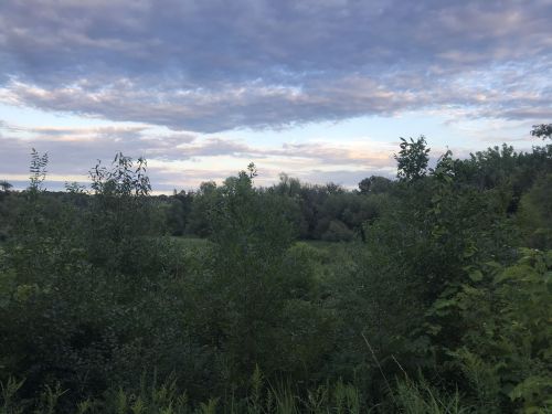 Lush green landscape with trees and shrubs under a cloudy sky at dusk.