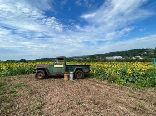 An old green truck parked in a sunflower field under a blue sky with scattered clouds.