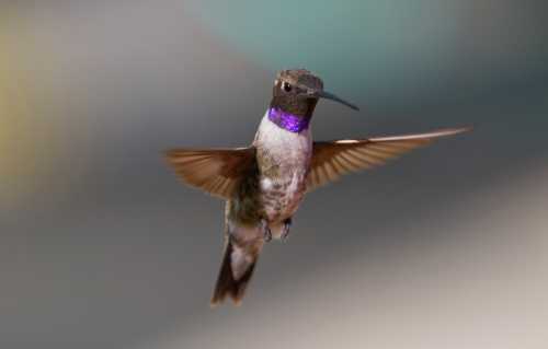 A hummingbird with iridescent purple throat feathers hovers in mid-air, wings blurred from rapid movement.