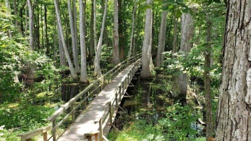 A wooden bridge stretches over a serene, green swamp surrounded by tall trees and lush vegetation.