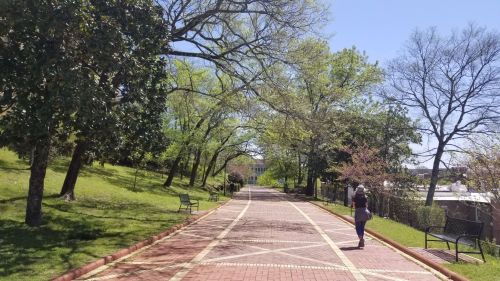 A person walks along a tree-lined path in a park on a sunny day, with benches and greenery on either side.